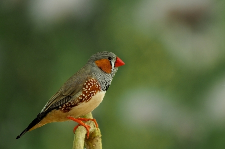 Bird - red, bird, pasare, cute, green