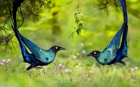 Brilliant long-tailed starling - couple, blue, brilliant long-tailed starling, green, black, bird