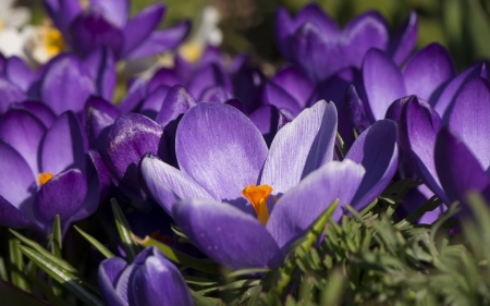 Crocuses - flower, purple, pink, spring, crocus, green