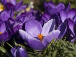 Crocuses