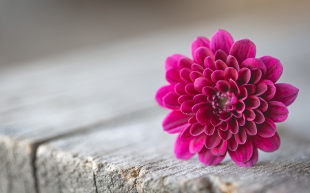 Pink flower - one, flower, pink, wood