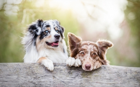 Dogs - animal, caine, cute, australian shepherd, couple, dog