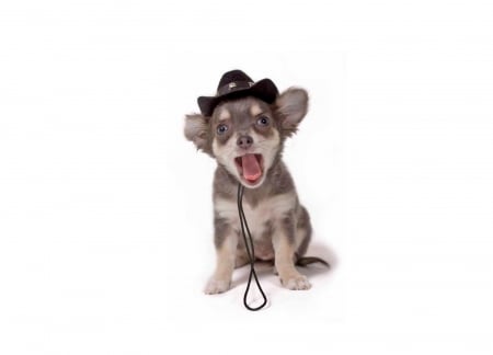 Funny puppy - hat, surprised, dog, white, animal, funny, cute, caine, face, puppy, card