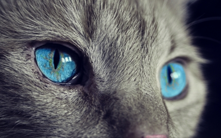 Cat's eyes - skin, cat, blue, eyes, animal, pisica