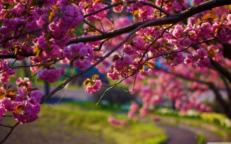 Springtime - twigs, blossoms, cherry, spring, tree