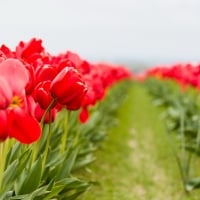 Tulips