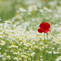 Flowers Field