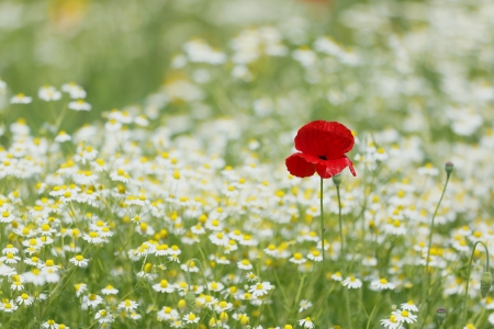 Flowers Field - flowers, poppy, nature, flowers field, spring, petals, spring time