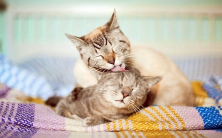 Good morning. - cats, tenderness, licking, two