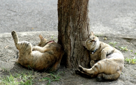 No worries. - cats, grass, relaxing, tree