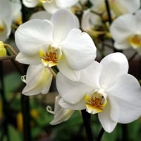 White orchids