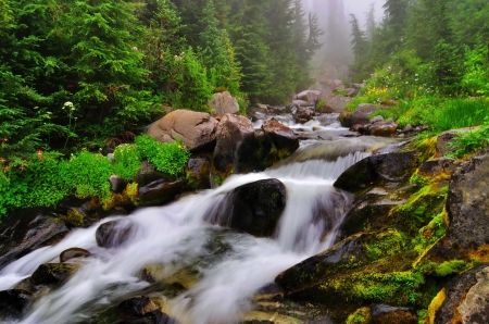 Forest stream - trees, cascades, forest, beautiful, stream, stones, grass, creek