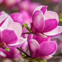 Pink magnolia