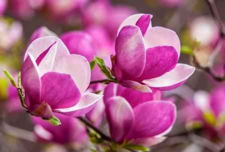 Pink magnolia - flowers, pretty, magnolia, branch, beautiful, pink, tree