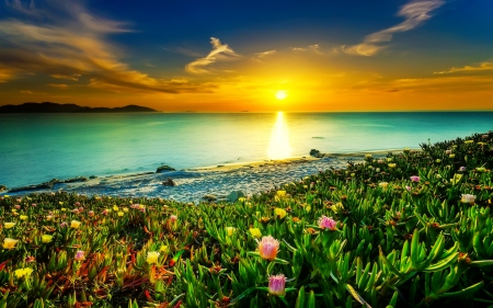 Coastal sunset - water, coast, amazing, beautiful, sea, sunrise, morning, ocean, wildflowers, glow, sunset, sky