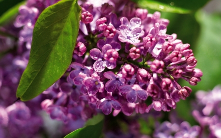 Purple lilac - freshness, branch, wet, lovely, spring, purple, pretty, beautiful, leaves, lilac, drops, flower