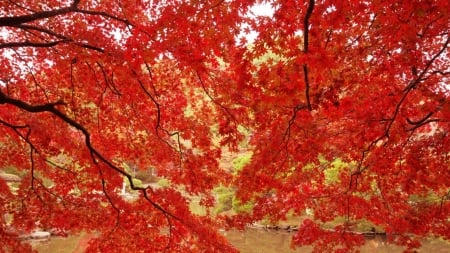 Maple Trees - leaves, pond, branches, autumn