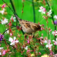 Spring Bird