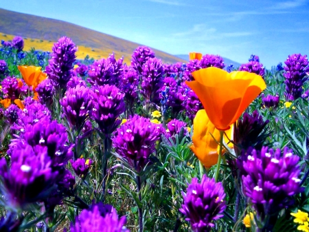 Flower Field - pretty, Field, Nature, Flowers