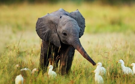 ELEPHANT - ANIMAL, CUTE, ELEPHANT, NATURE