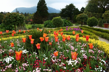 Flower Park - trees, blossoms, tulips, colors, path, spring