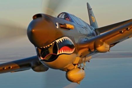 Shark Attack - p40, warbird, p-40, flying tigers