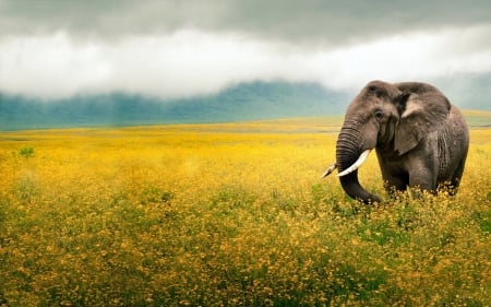 Elephant - grass, animal, elephant, wild