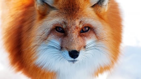 Fox - cute, face, animal, fox