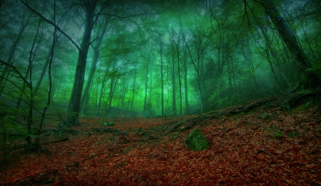 Green Wood - nature, green, tree, forest