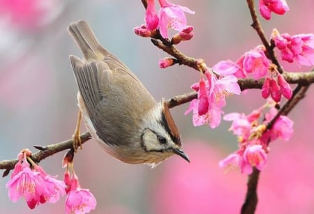 Take Flight! - bird, trees, animal, flight, cherry