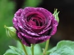 Drops on Purple Rose