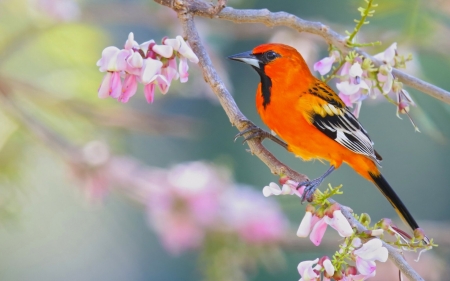 Bird - flower, pasare, bird, pink, spring, blossom, orange, ognennyy colored tropial