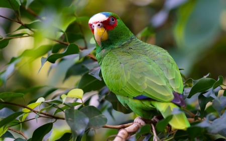 Parrot - bird, green, cute, pasare, parrot, white fronted amazon