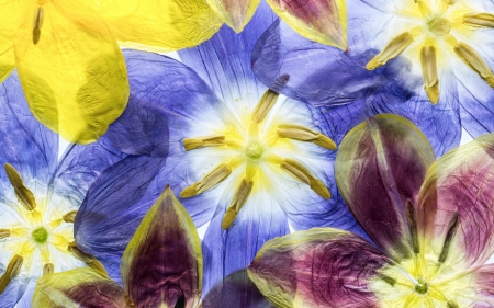 Tulips - red, flower, tulip, spring, yellow, texture, luminos, blue