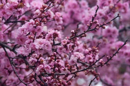 Spring blossoms - nature, blossoms, pink, tree, flowers, spring