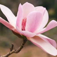 Pink Magnolia Tree Bloom