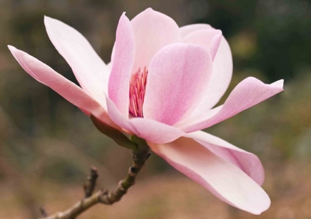 Pink Magnolia Tree Bloom