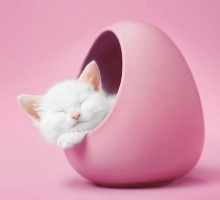 white sleeping fluffy - fluffy, white, cats, pink basket, sleeping, animals