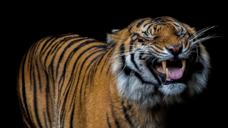 LOL - animal, tiger, black, smile, funny face