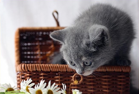 sniffing the flowers - flowers, basket, kitten, cats, animals, sniffing