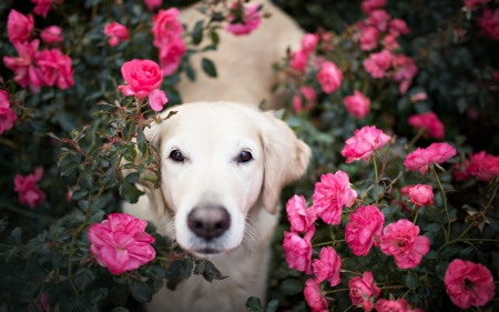 Smelling like a rose - dog, flower, pink, white, animal, garden, rose, cute, caine