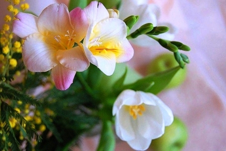 Freesia