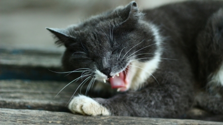 LOL - paw, grey, cat, animal, laugh, smile, funny face, pisica