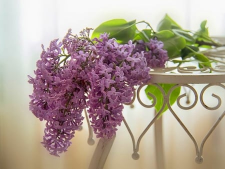 Lilac - delicate, purple, smell, flowers, spring, fragrance, lilac, twig, table, nature