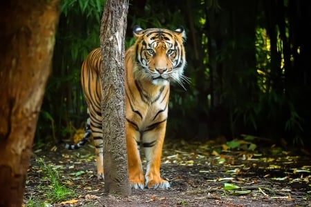 Wildcat - wildlife, predator, forest, trees, tiger nature