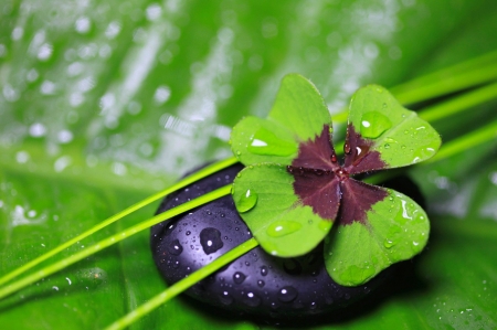 Four leaf clover - pretty, stone, beautiful, four, drops, wet, spring, green, leaf, clover