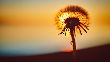 Afterglow - dandelion, sunset, nature, sun