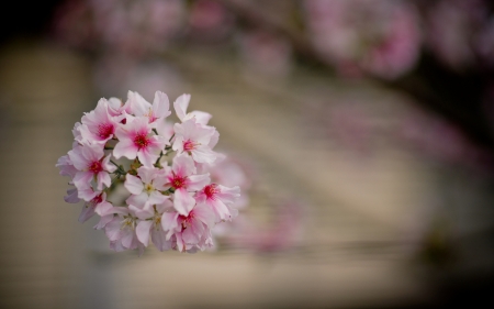 ~âœ¿~ - flowers, bunch, pink, nature