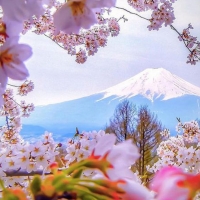 Bucket List Moment! Cherry Blossom- Japan