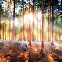 Sun Rays in the Forest